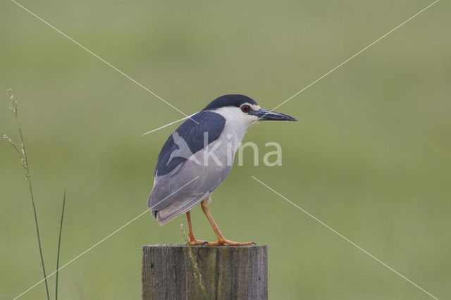 Night Heron (Nycticorax nycticorax)