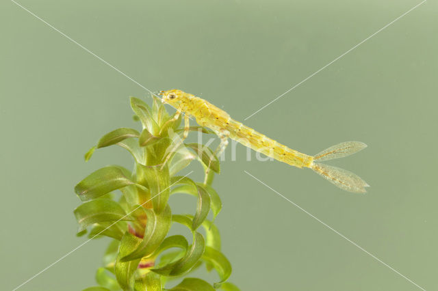 Blue-tailed Damselfly (Ischnura elegans)