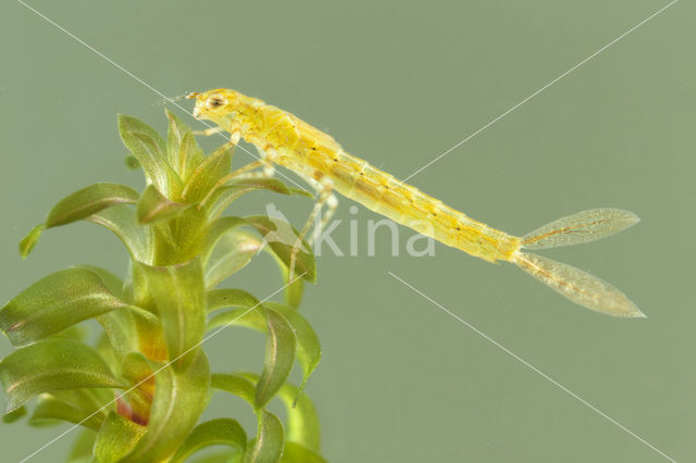 Blue-tailed Damselfly (Ischnura elegans)