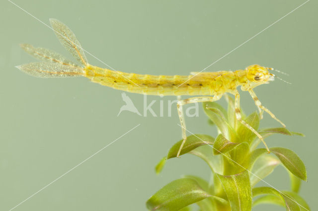 Blue-tailed Damselfly (Ischnura elegans)