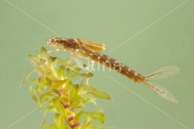 Blue-tailed Damselfly (Ischnura elegans)