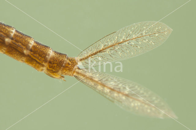 Lantaarntje (Ischnura elegans)