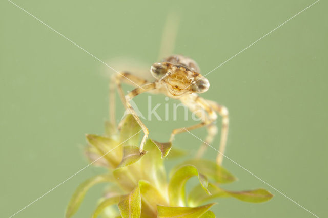 Blue-tailed Damselfly (Ischnura elegans)