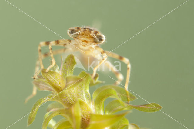 Blue-tailed Damselfly (Ischnura elegans)