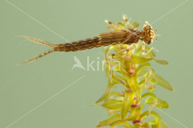 Blue-tailed Damselfly (Ischnura elegans)