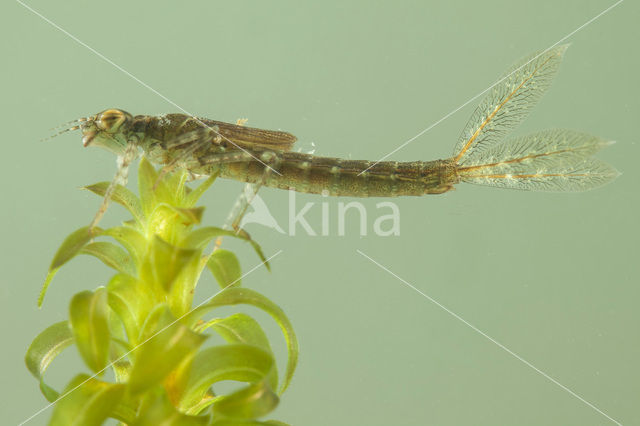 Blue-tailed Damselfly (Ischnura elegans)