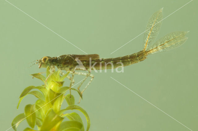 Blue-tailed Damselfly (Ischnura elegans)