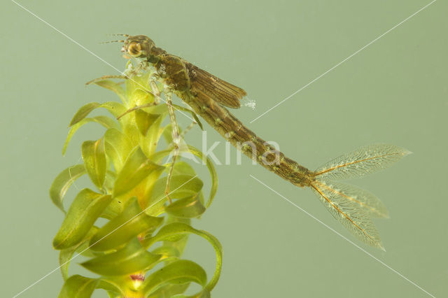 Lantaarntje (Ischnura elegans)