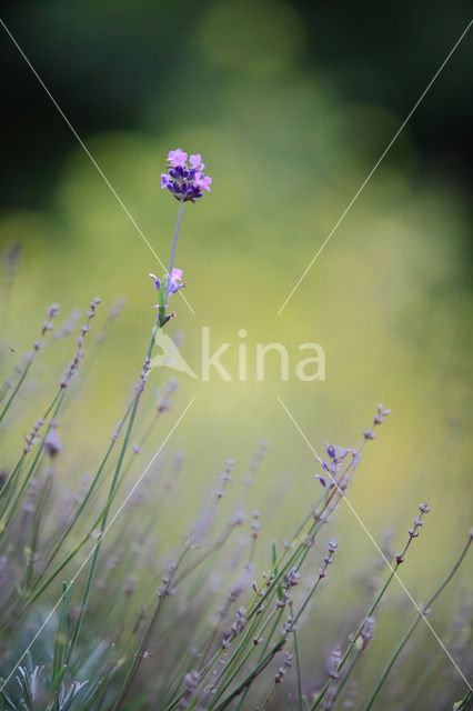 Lavendel (Lavandula officinalis)