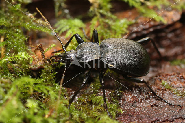 Leder Slakkenloopkever (Cychrus caraboides)