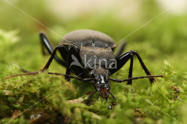 Leder Slakkenloopkever (Cychrus caraboides)