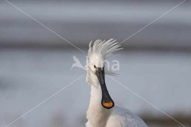 Lepelaar (Platalea leucorodia)