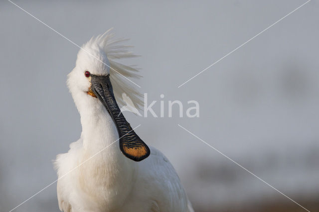 Lepelaar (Platalea leucorodia)