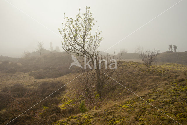 Moutain Ash (Sorbus)