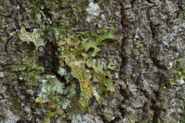 lung lichen (Lobaria pulmonaria)