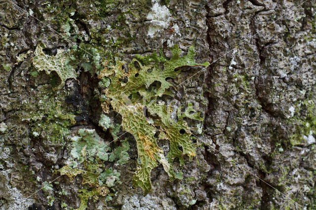 lung lichen (Lobaria pulmonaria)