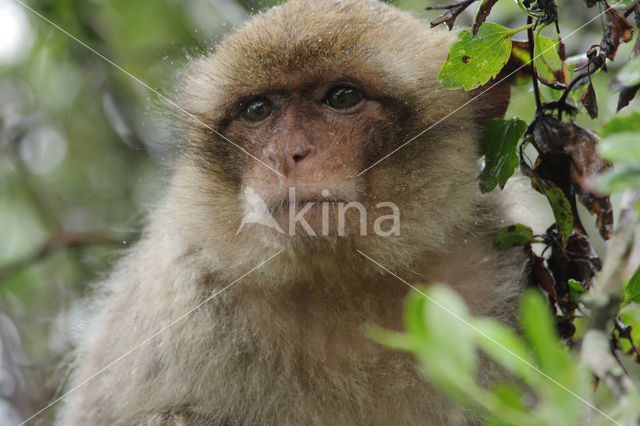 Barbary ape