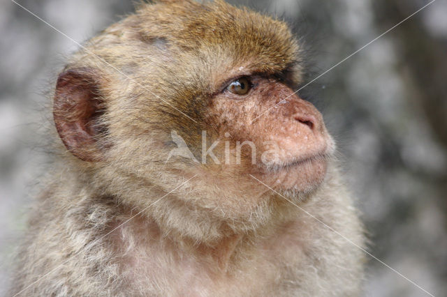 Barbary ape
