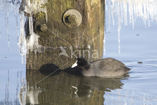 Meerkoet (Fulica atra)