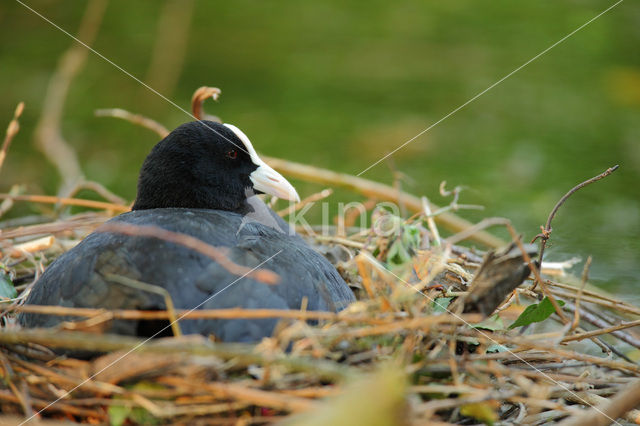 Common Coot (Fulica atra)