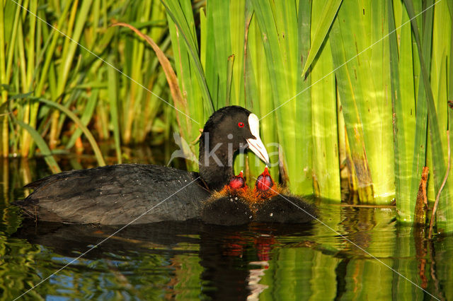 Meerkoet (Fulica atra)