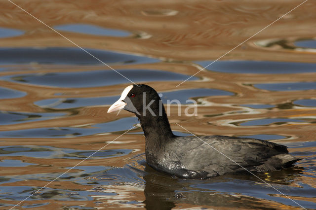 Meerkoet (Fulica atra)