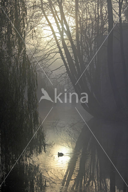 Common Coot (Fulica atra)