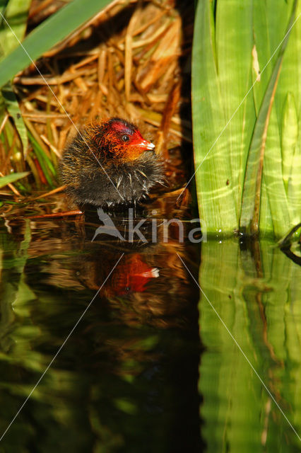 Common Coot (Fulica atra)