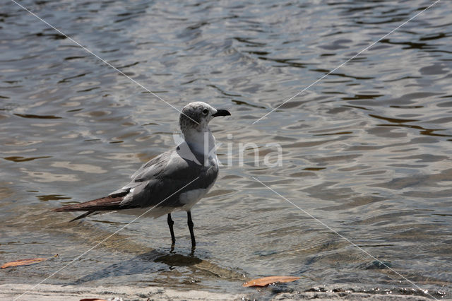 gull (Larus spec.)