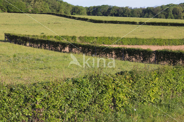 Hawthorn (Crataegus )