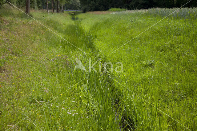 Southern Damselfly (Coenagrion mercuriale)