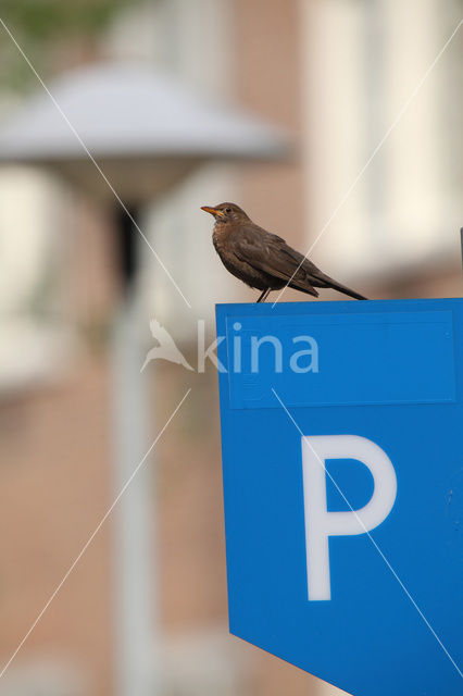 Merel (Turdus merula)