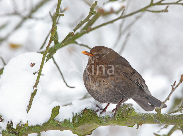 Merel (Turdus merula)