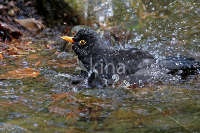 Merel (Turdus merula)