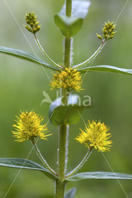 Tufted Loosestrife (Lysimachia thyrsiflora)