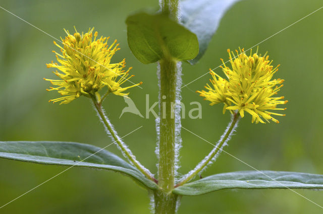 Tufted Loosestrife (Lysimachia thyrsiflora)