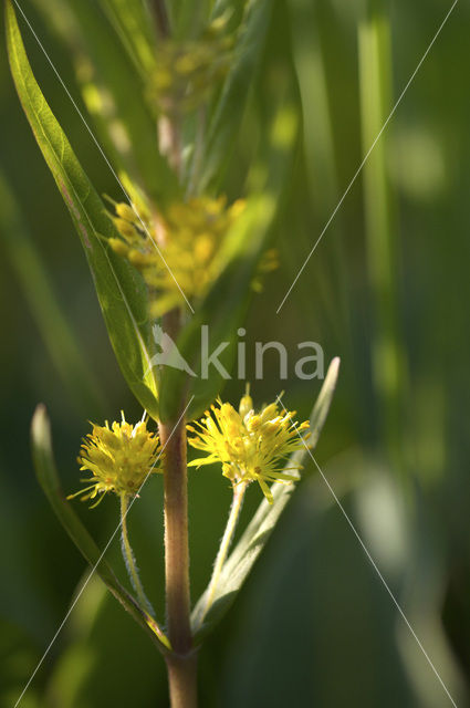 Tufted Loosestrife (Lysimachia thyrsiflora)