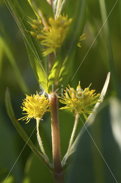 Tufted Loosestrife (Lysimachia thyrsiflora)