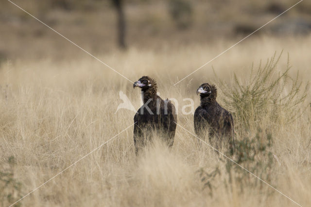 Cinereous Vulture