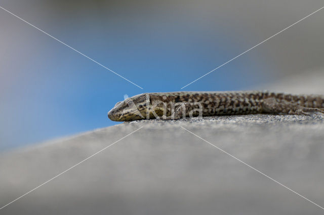 Wall Lizard (Podarcis muralis)