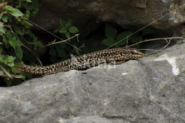 Wall Lizard (Podarcis muralis)