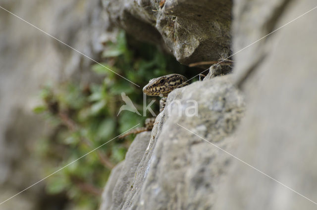 Wall Lizard (Podarcis muralis)