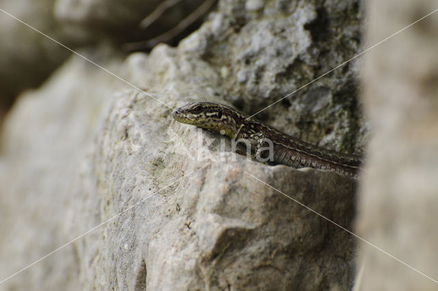 Wall Lizard (Podarcis muralis)