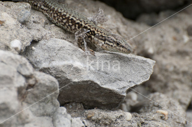 Wall Lizard (Podarcis muralis)