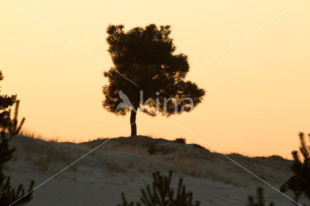 National Park Drents-Friese Wold