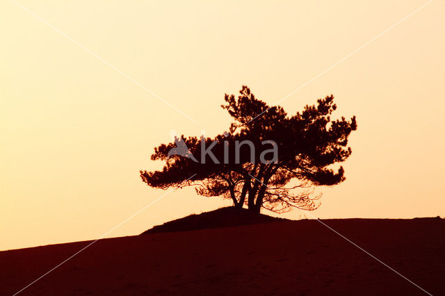 National Park Drents-Friese Wold