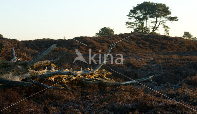 National Park Drents-Friese Wold