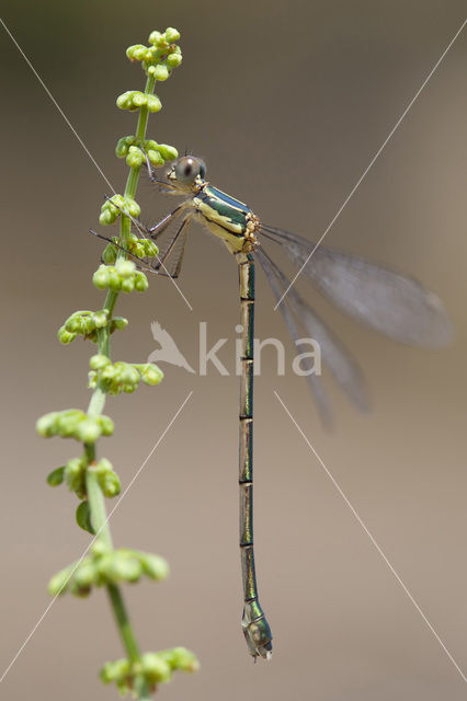 Oostelijke houtpantserjuffer (Lestes parvidens)