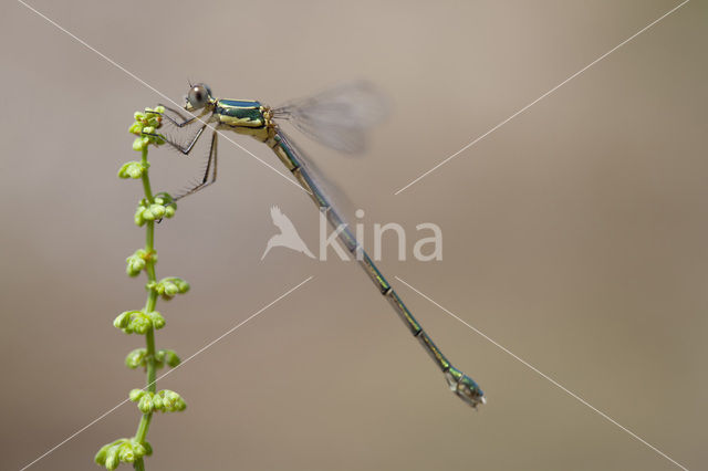 Oostelijke houtpantserjuffer (Lestes parvidens)