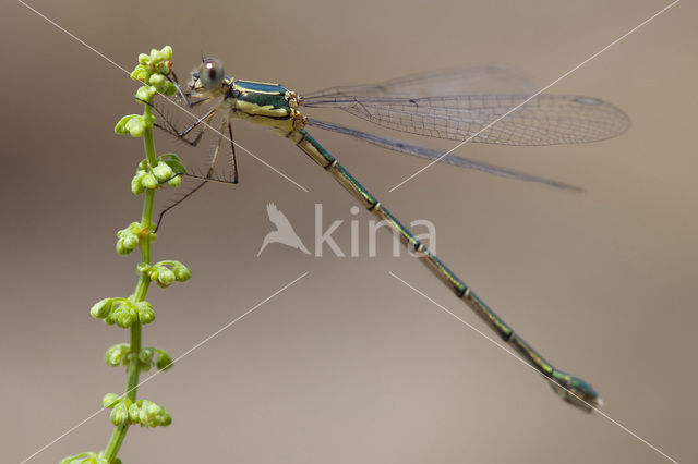 Oostelijke houtpantserjuffer (Lestes parvidens)